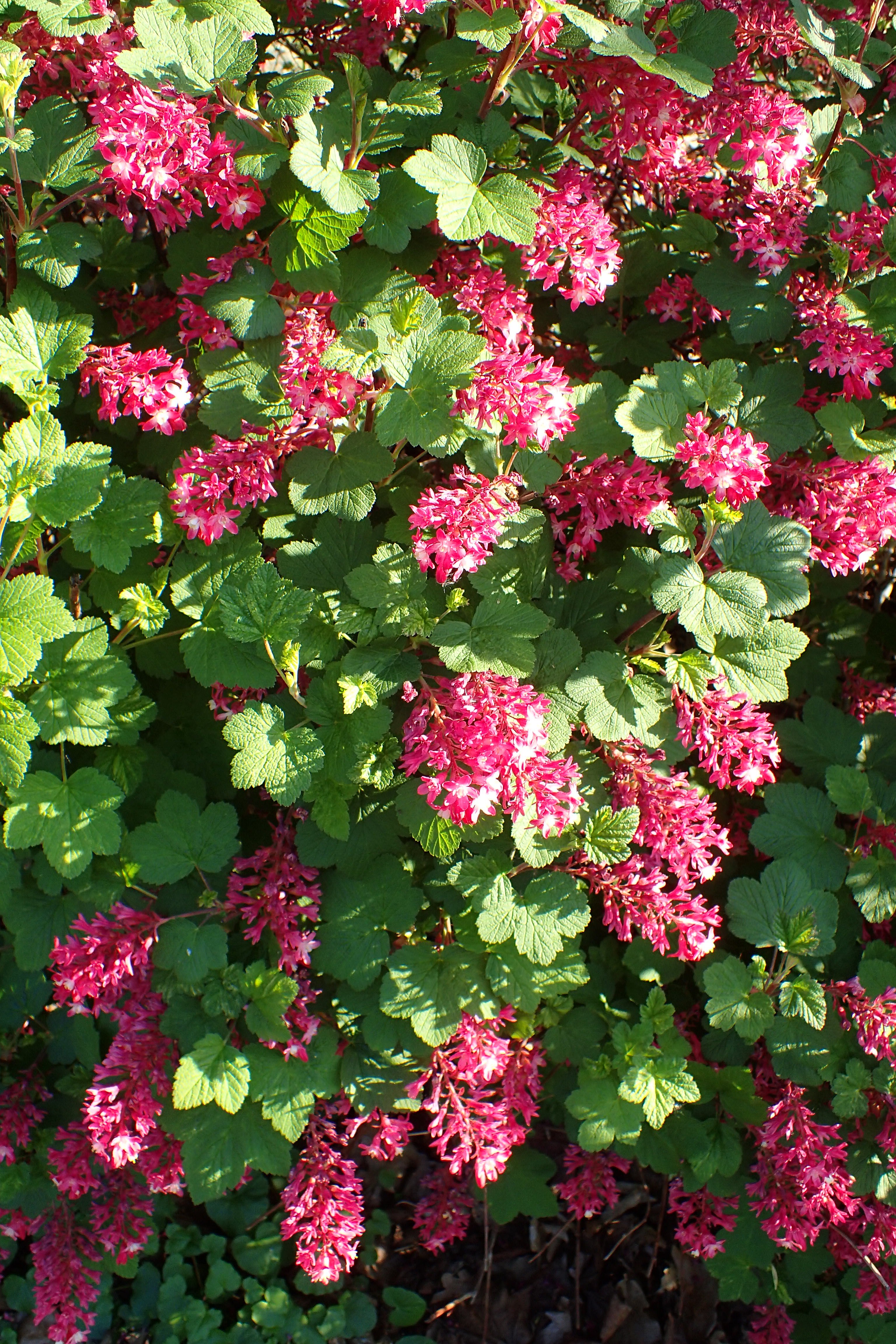 Ribes sanguineum 'Pulborough Scarlet'